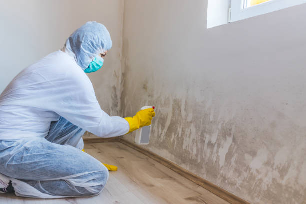 Licensed Mold Remediation service in Erie, IL - WQB Mold Removal